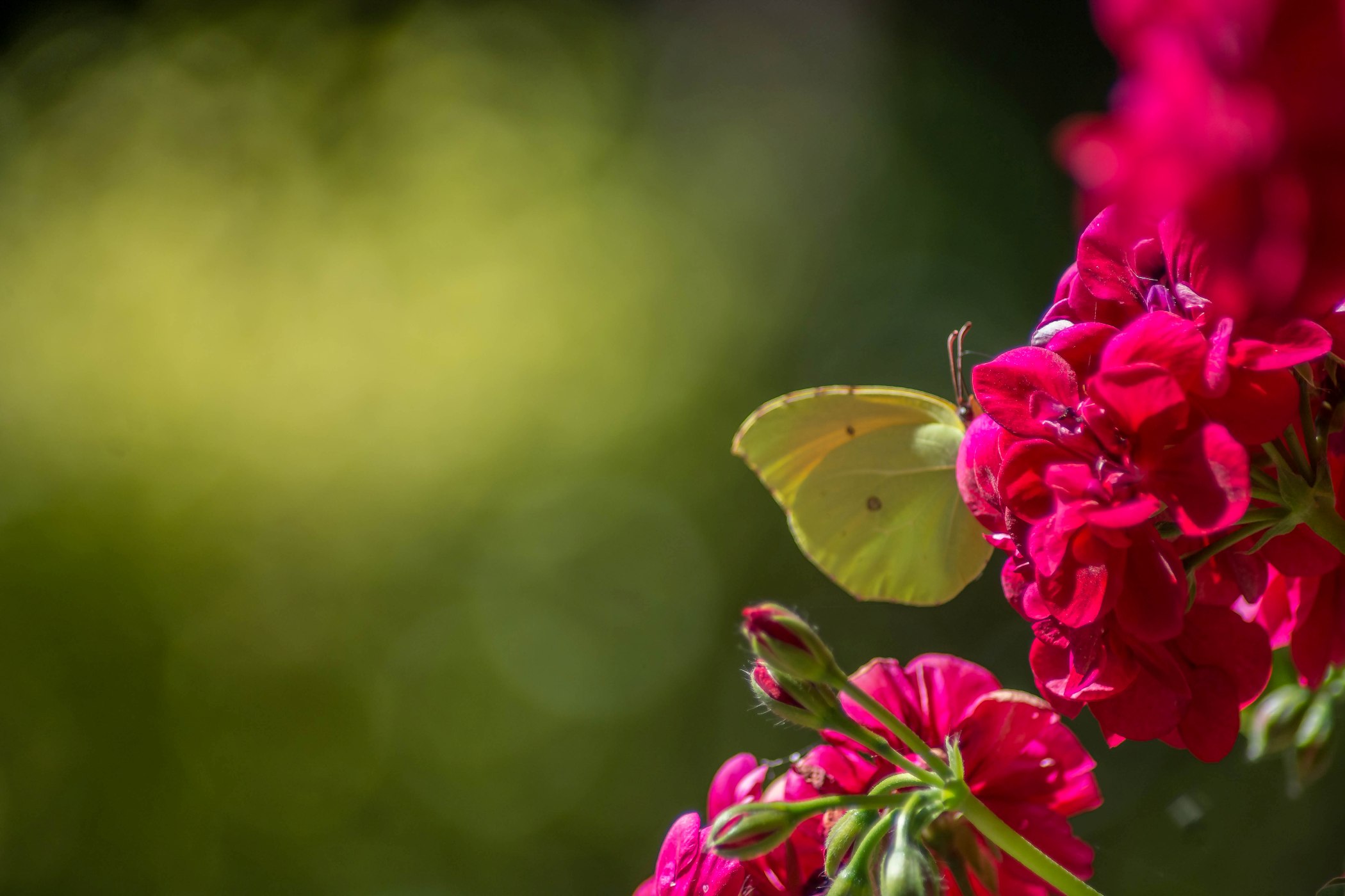 Buttefly and flowers